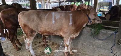 Sapi Y1