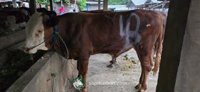 Sapi Y12