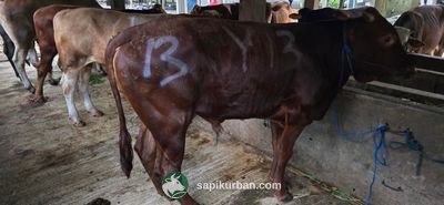 Sapi Y13