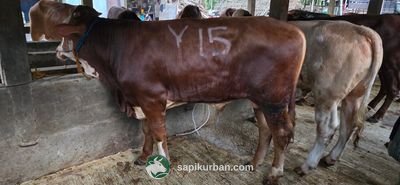 Sapi Y15