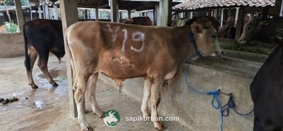 Sapi Y19