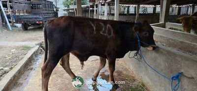 Sapi Y20