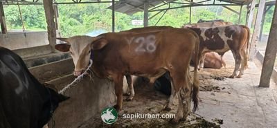 Sapi Y28