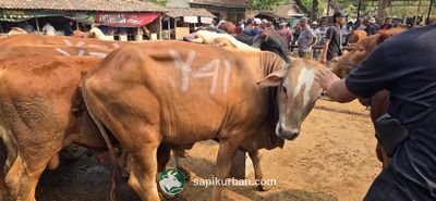 Sapi Y41