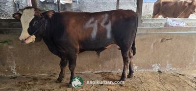 Sapi Y44