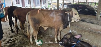 Sapi Y45