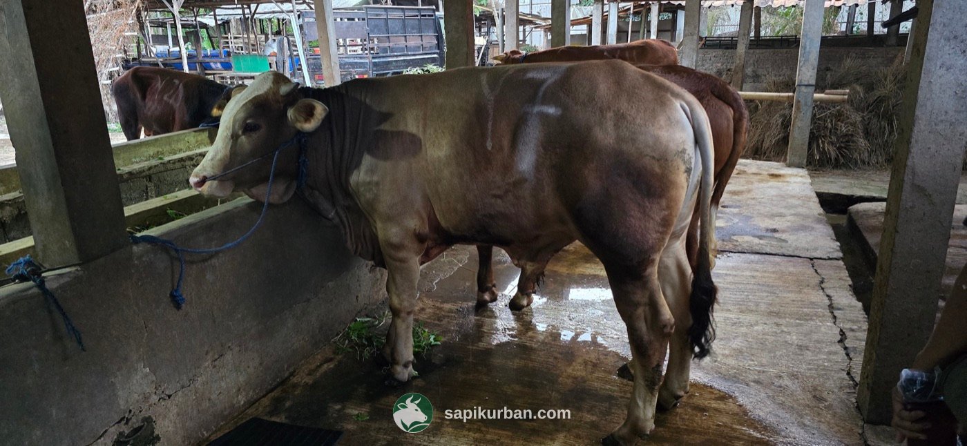 Sapi Y7