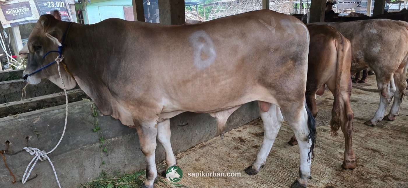 Sapi Y8
