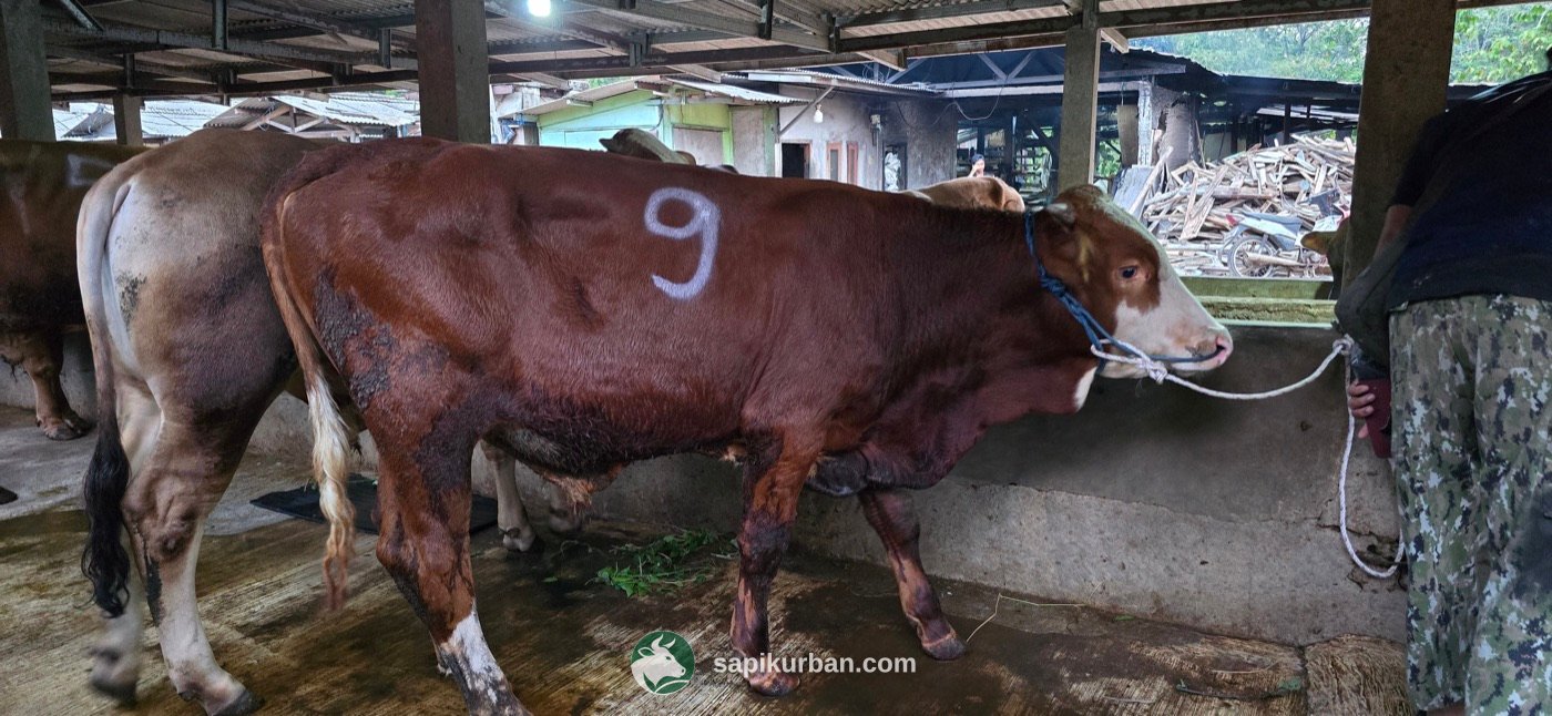 Sapi Y9